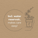 Kolibri Orchids | witte orchideeënset in Honey dish incl. waterreservoir | drie witte orchideeën Ghent 12cm | Mono Bouquet wit met zelfvoorzienend waterreservoir