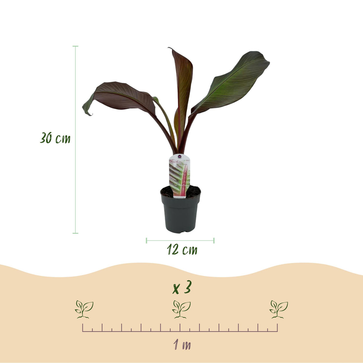 Green boutiQ - Obstpflanze - Bananenpflanze - Ensete ventricosum Maurelli - Winterhart - 2 Pflanzen - Topf 12cm Höhe 30cm
