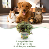 Calissia repens - Kattengras - Huisdiervriendelijk - Groen - 4 Planten - met Mand - Pot 12cm - Hoogte 17-20cm