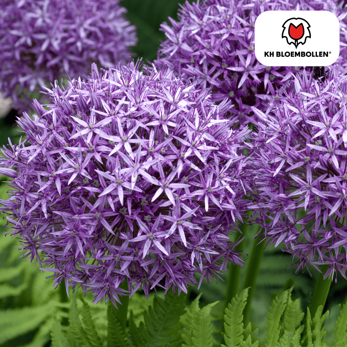 Allium Globemaster 5 stuks