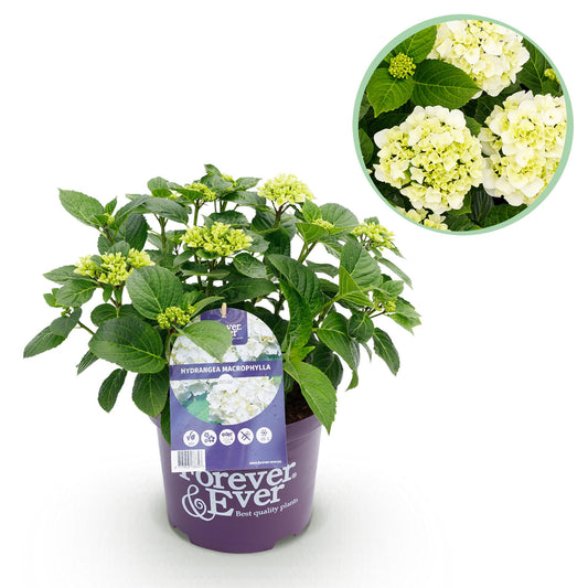 Green boutiQ - Terrasplant - Hortensia - Hydrangea Forever & Ever - Wit - 7-12 Bloemen - Pot 23cm Hoogte 55cm