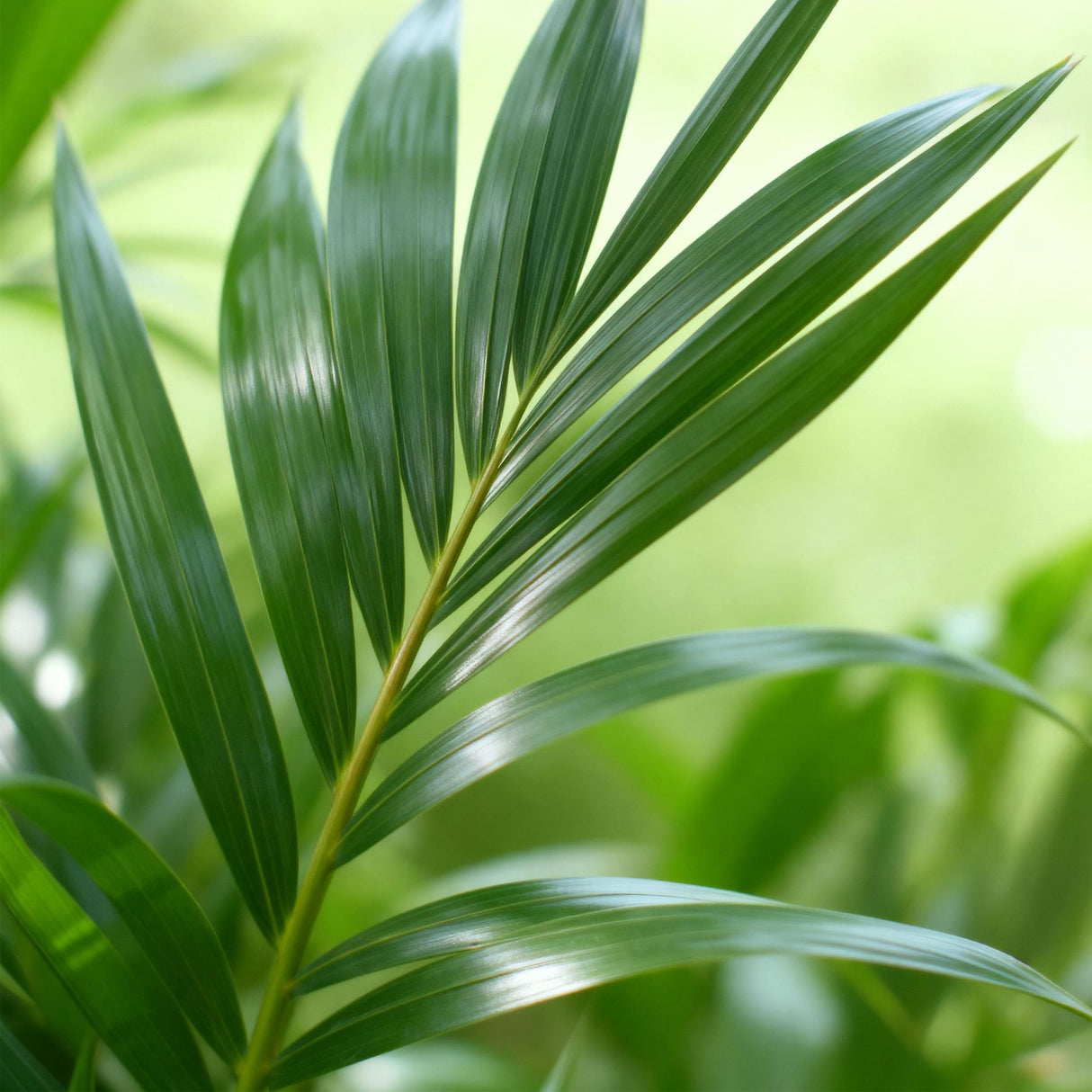 Howea Forsteriana - Kentia Palm - Weinig Onderhoud - Groen - 1 Plant - met Mand - Pot 19cm - Hoogte 80-85cm