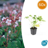60x Geranium macr. 'Spessart' - ↕10-25cm - Ø9cm