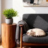 Bamusa Pogonatherum Monica - Bamboegras - Huisdiervriendelijke Plant - Groen - 2 Planten - met Potter Wit - Pot 12cm - Hoogte 20cm