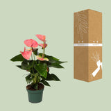 Flamingobloem / Anthurium andreanum – ↕35cm – ⌀12cm