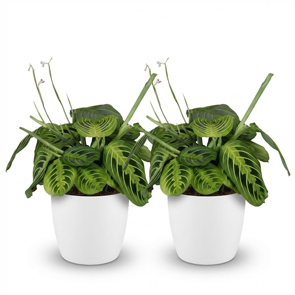 Maranta Fascinator Lemon Lime - Gebedsplant - Huisdiervriendelijke Plant - Groen - 2 Planten - met Potter Wit - Pot 12cm - Hoogte 25cm