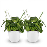 Maranta Fascinator Lemon Lime - Gebedsplant - Huisdiervriendelijke Plant - Groen - 2 Planten - met Potter Wit - Pot 12cm - Hoogte 25cm