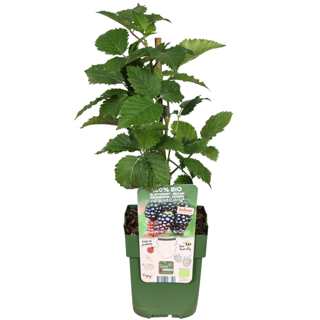 3 x Biologische bramenplanten - ↕20 cm - Ø 13 cm