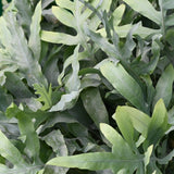 Phlebodium aureum Blue Star - Blauwe Varen - Huisdiervriendelijke Plant - Blauw - 1 Plant - met Mand - Pot 12cm - Hoogte 25cm
