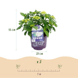 Hortensia - Hydrangea Forever & Ever - Wit - 7-12 Bloemen - Pot 23cm Hoogte 55cm