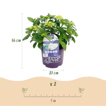 Green boutiQ - Terrasplant - Hortensia - Hydrangea Forever & Ever - Wit - 7-12 Bloemen - Pot 23cm Hoogte 55cm
