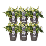 6x Helleborus niger 'Christmas Carol' | Ø 12 cm | ↕ 20 cm