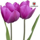 Bulbes de tulipes Purple Prince – 20 pièces | KH Bloembollen® | Tulipe violet pourpre – Puissante & Royale – Pour jardin ou pot – Taille 11/12 – Frais du producteur