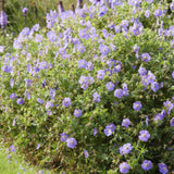 40x Geranium Rozanne - ↕10-25cm - Ø9cm