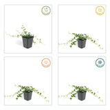 20x Vinca minor 'Alba' - ↕10-25cm - Ø9cm