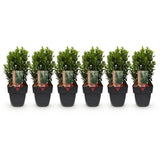 Green boutiQ - Haagplanten - Euonymus japonica Green Spire -  blad groen - 6 planten - 1 strekkende meter - groenblijvend - pot 17cm hoogte 40cm