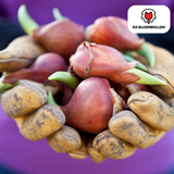 Tulpenbollen Catherina – 20 Stuks | KH Bloembollen® | Zuiver Witte Tulp – Tijdloos & Elegant – Voor Tuin of Pot – Maat 11/12 – Vers van de Teler