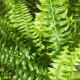 Nephrolepsis exaltata Green Lady - Varen - Huisdiervriendelijke Plant - Groen - 1 Plant - met Potter Grijs - Pot 12cm - Hoogte 25cm