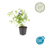 24x Ceratostigma plumbaginoides - ↕10-25cm - Ø9cm