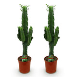 Green boutiQ - Kamerplant - Euphorbia eritrea - Afrikaanse melkboom - Weinig onderhoud - Groen - 2 - Pot 19cm - Hoogte 70cm