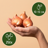 250x Bulb Garden Pink - Bollentuinroze - Diversen - Zomerbloeier - Bolmaat 10/12