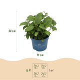 Green boutiQ - Tuinplant - Hydrangea Endles Summer Summer Love Purple - Hortensia - Winterhard - Paars - 2 Planten - Pot 14cm - Hoogte 20-25cm