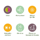 Green boutiQ - Bloembollen - Tulp Strawberry Lemonade - Diversen Kleuren - 12 stuks - Bolmaat 11/12 - XXL Pack