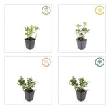 24x Pachysandra term. 'Variegata' - ↕10-25cm - Ø9cm