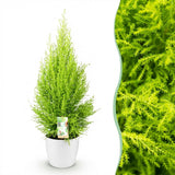 Cupressus Gold Crest Wilma - Kamer conifeer - Weinig onderhoud - Groen - 1 Plant - met Potter Wit - Pot 21cm - Hoogte 85-95cm