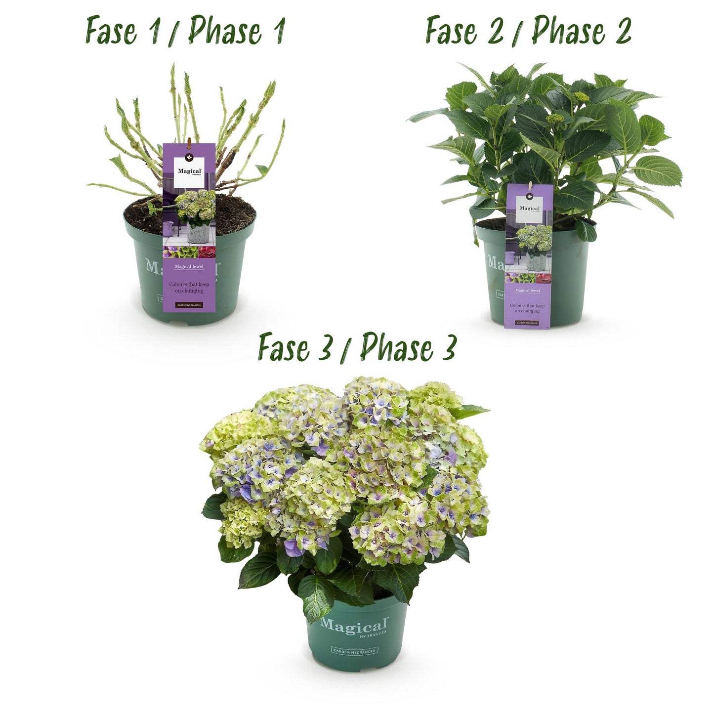 Green boutiQ - Terrasplant - Hortensia - Hydrangea Magical Jewel Blue - Blauw - 6-10 Bloemen - Pot 23cm Hoogte 55cm