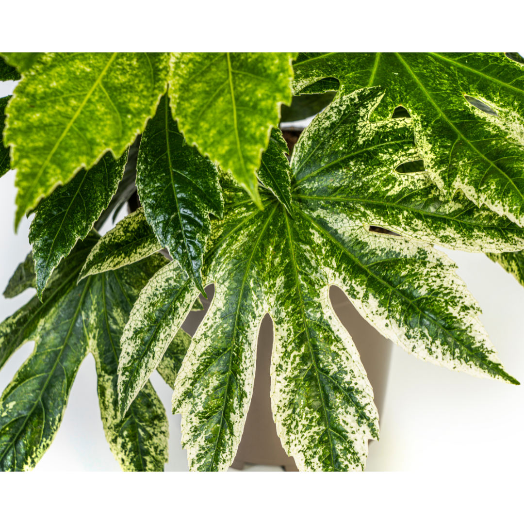 Fatsia Japonica Spider's Web - ↕45cm - Ø19cm