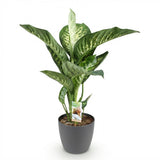 Diefenbachia Tropic Snow - Dieffenbachia - Weinig onderhoud - Groen - 1 Plant - met Potter Grijs - Pot 21cm - Hoogte 90-100cm