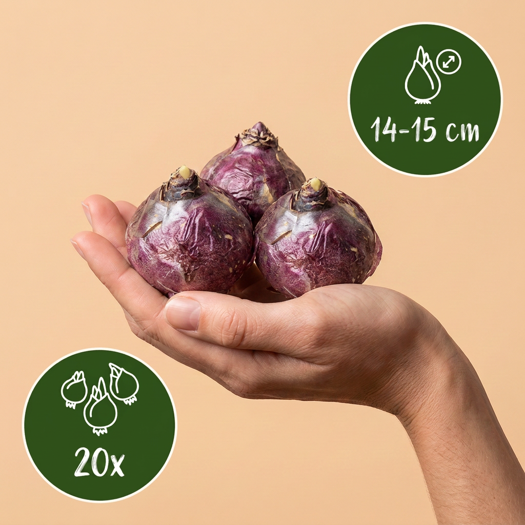 20x Hyacinthus Pastel mix - Pastel mix hyacint - Pastel - Voorjaarsbloeier - Bolmaat 14/15