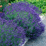 Green boutiQ - Haagplanten - Lavandula angustifolia Hidcote -  blad grijs - 6 planten - 1 strekkende meter - groenblijvend - pot 17cm hoogte 30cm