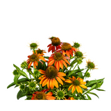 Echinacea Purpurea Orange Ø19cm - ↕60 - Ø70cm