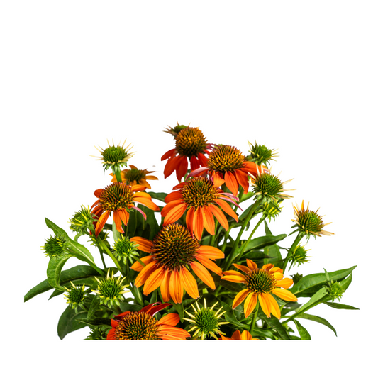 Echinacea Purpurea Orange Ø19cm - ↕60 - Ø70cm