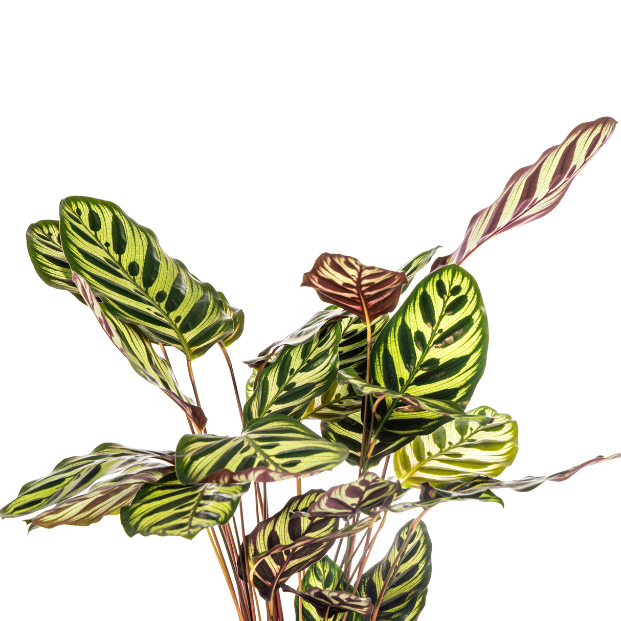 Calathea Makoyana Ø17cm - ↕40 - 50cm