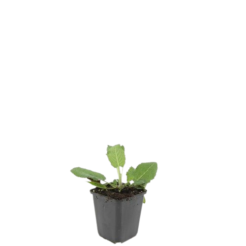 48x Salvia nem. 'Mainacht' - ↕10-25cm - Ø9cm