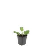 48x Salvia nem. 'Mainacht' - ↕10-25cm - Ø9cm