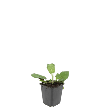 48x Salvia nem. 'Mainacht' - ↕10-25cm - Ø9cm