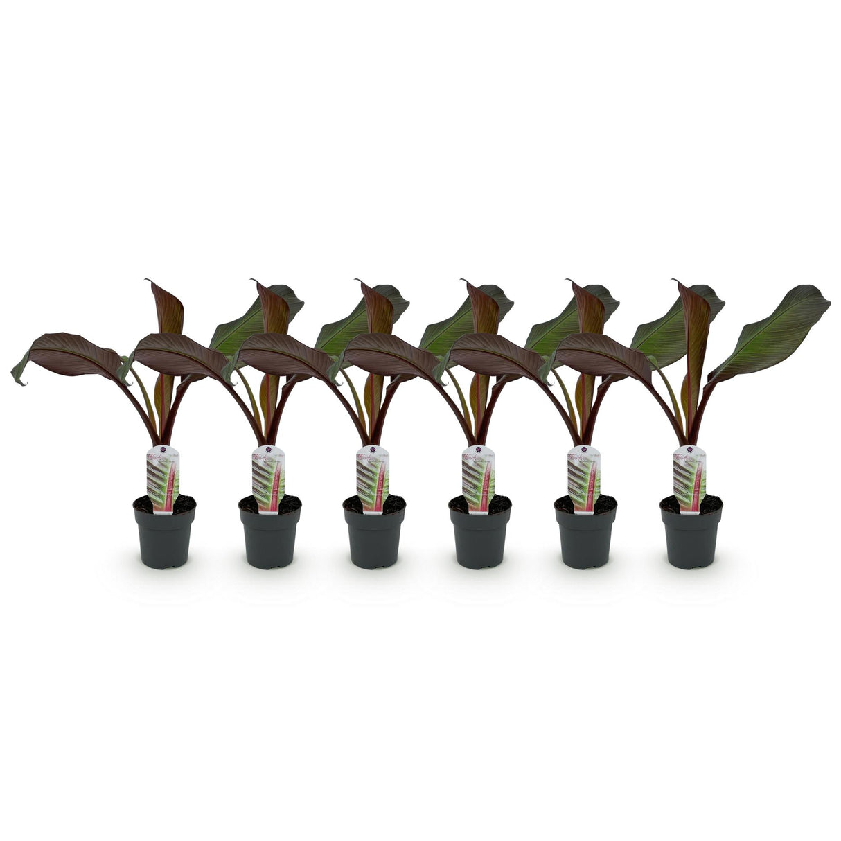Green boutiQ - Obstpflanze - Bananenpflanze - Ensete ventricosum Maurelli - Winterhart - 6 Pflanzen - Topf 12cm Höhe 30cm