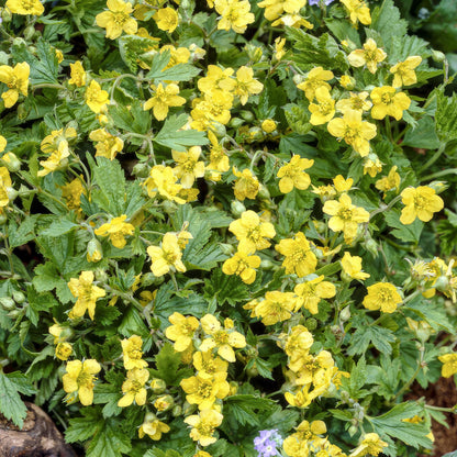 60x Waldsteinia ternata - ↕10-25cm - Ø9cm