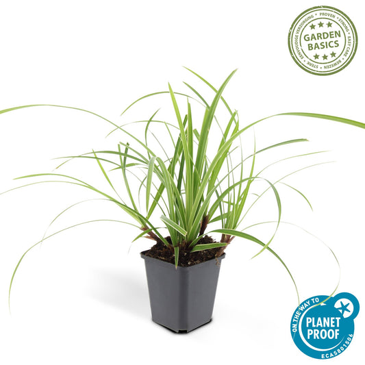 48x Carex morrowii 'Ice Dance' - ↕10-25cm - Ø9cm