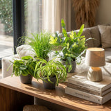 Chlorophytum - Cyperus - Phlebodium - Marantha - Mix van 4 - Huisdiervriendelijke Planten - Groen - 4 Planten - met Potter Grijs - Pot 12cm - Hoogte 25cm
