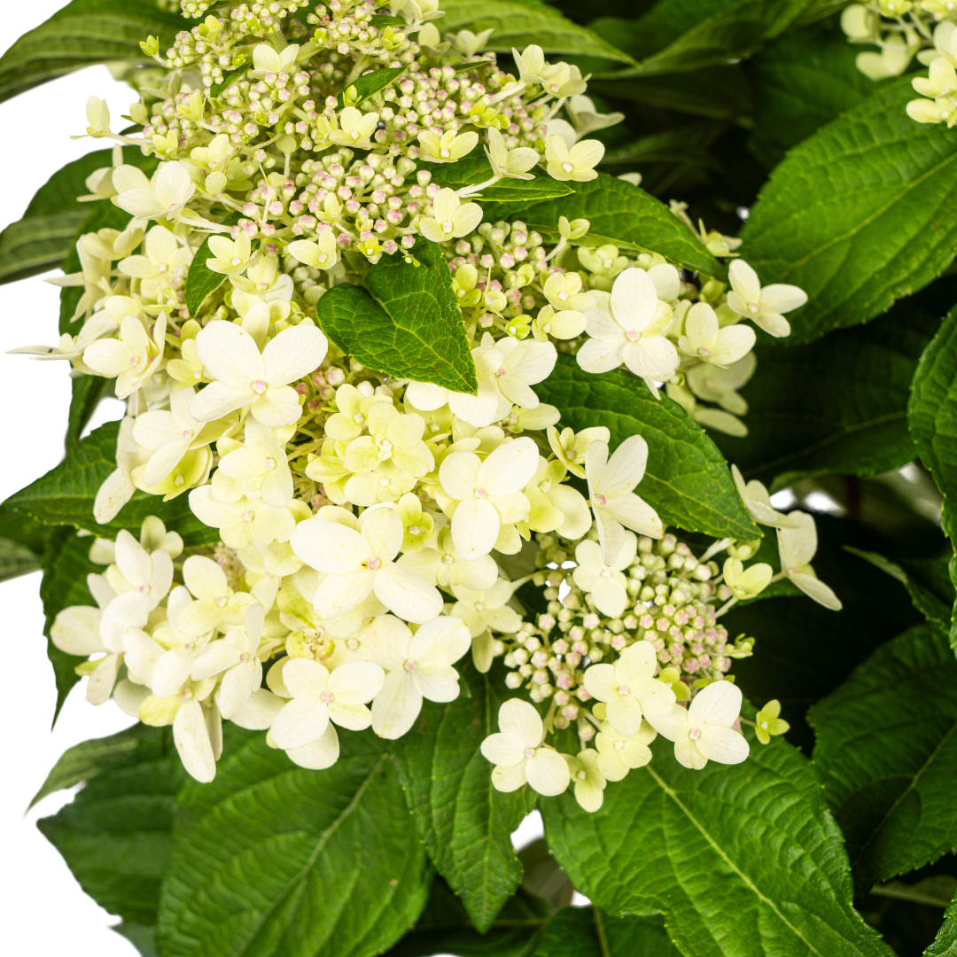 Hydrangea Paniculata Blanche Ø24cm - ↕70cm - Ø80cm
