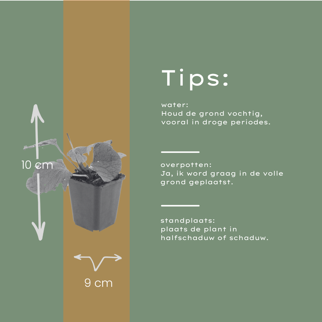12x Brunnera macrophylla - ↕10-25cm - Ø9cm