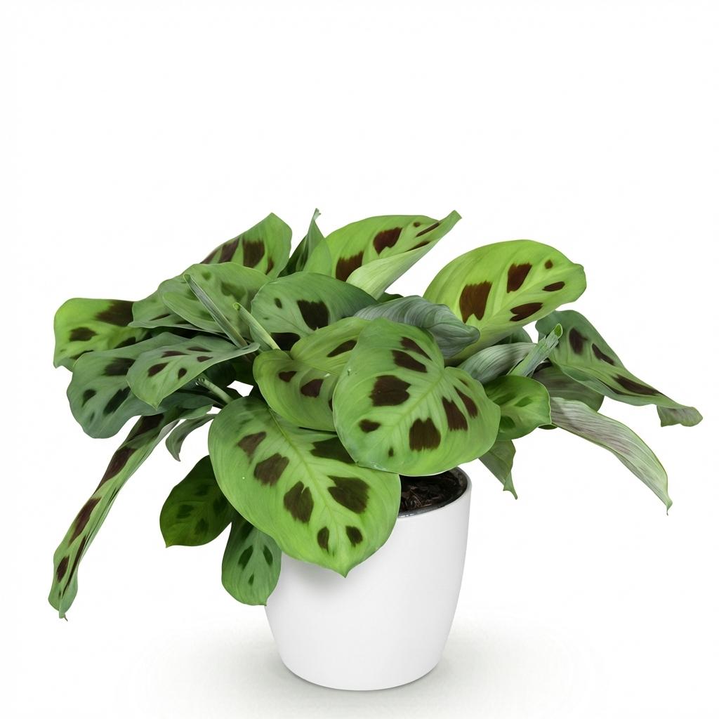 Maranta Fascinator Kerchoveana - Zebraplant - Huisdiervriendelijke Plant - Groen - 1 Plant - met Potter Wit - Pot 12cm - Hoogte 25cm