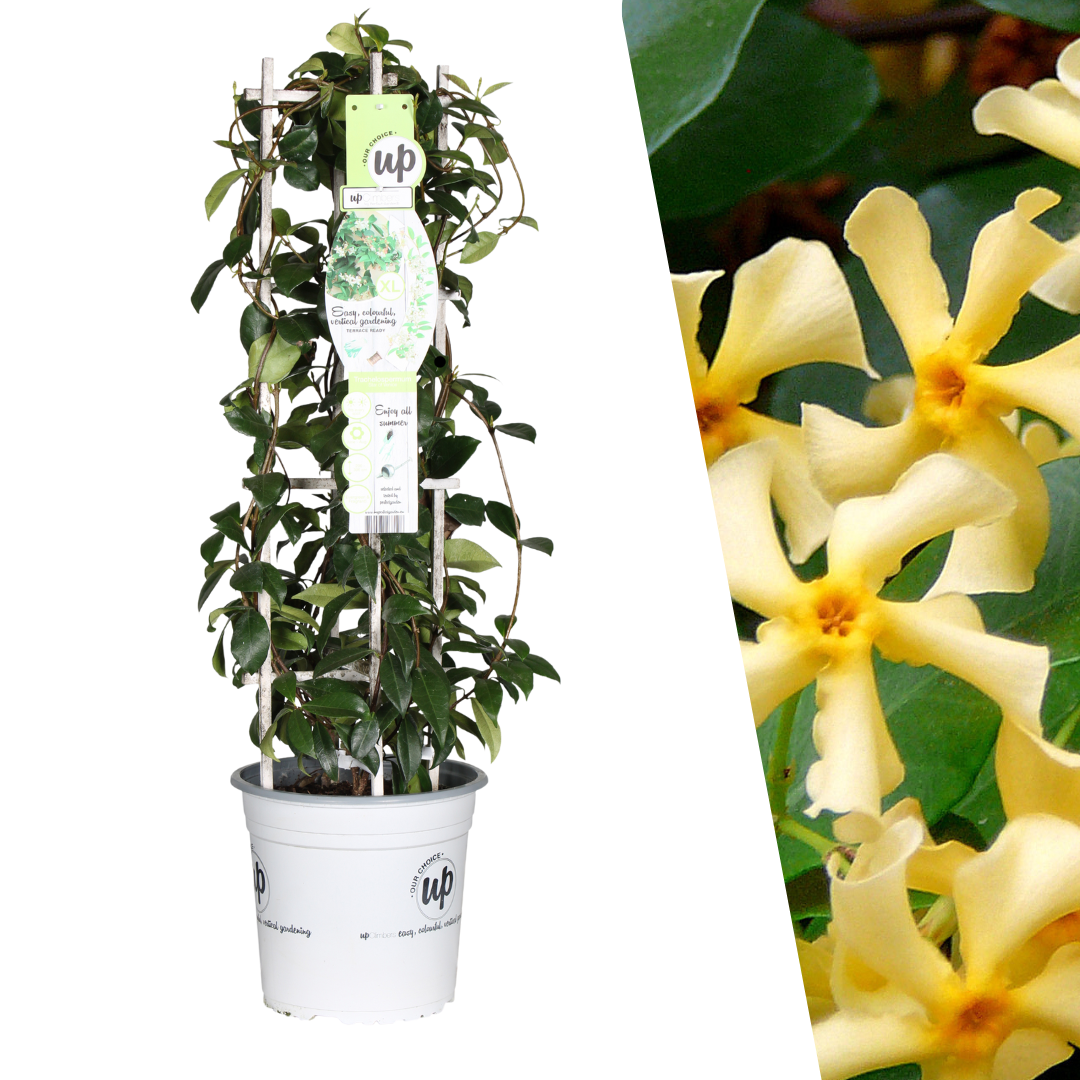 Gele Toscaanse Jasmijn - Trachelospermum asiaticum 'Yellow Star' - Ø 23 cm - ↨ 75 cm