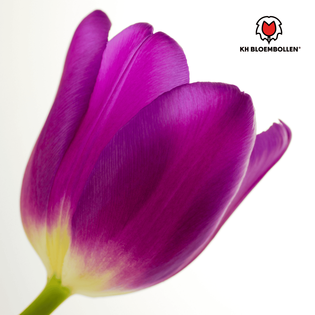 Bulbes de tulipes Purple Prince – 20 pièces | KH Bloembollen® | Tulipe violet pourpre – Puissante & Royale – Pour jardin ou pot – Taille 11/12 – Frais du producteur