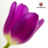 Bulbes de tulipes Purple Prince – 20 pièces | KH Bloembollen® | Tulipe violet pourpre – Puissante & Royale – Pour jardin ou pot – Taille 11/12 – Frais du producteur